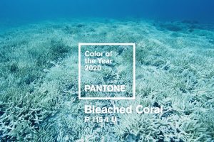 bleached coral