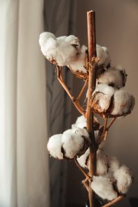 coton fleur