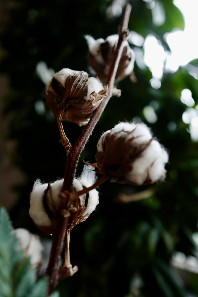 fleur coton