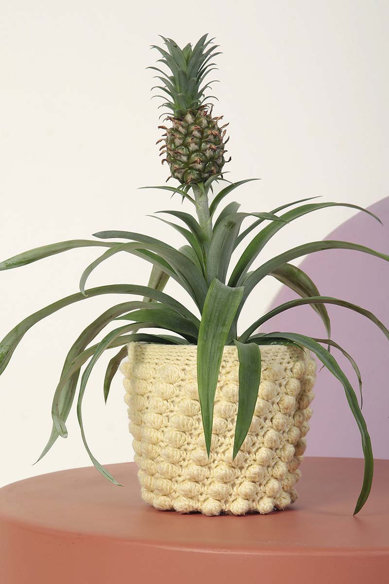 Cache-pot 1 booklet Ananas+ Lang Yarns