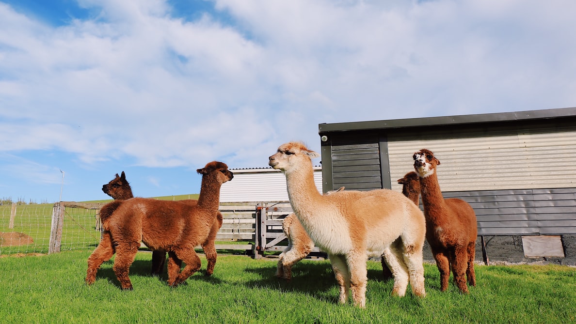 Quelles différences entre cachemire et alpaga ? Fine Alpaca