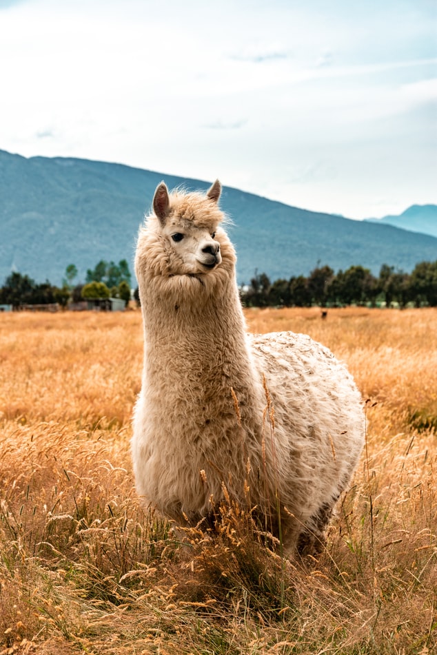 Quelles différences entre cachemire et alpaga ? Fine Alpaca