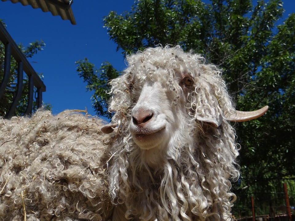 chèvre mohair angora