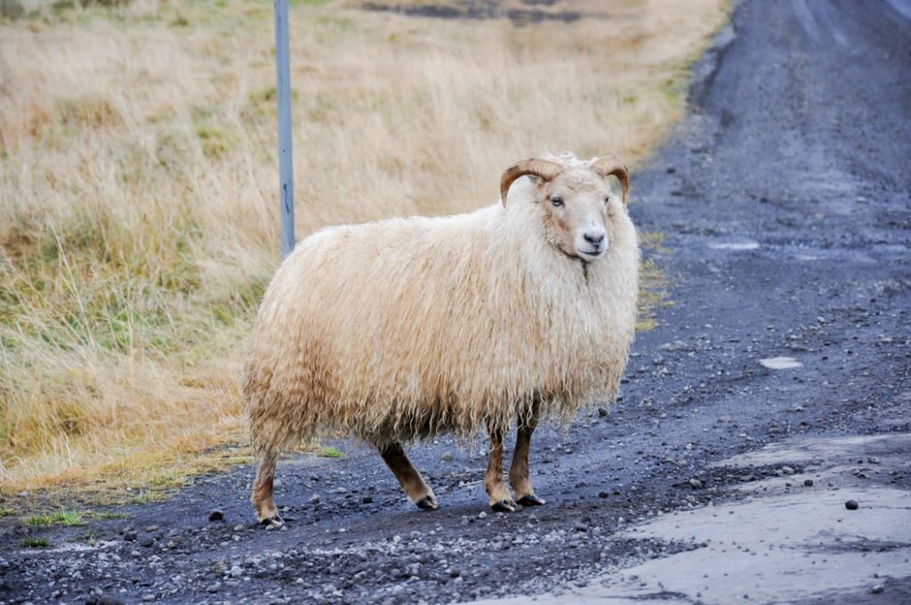 chèvre angora