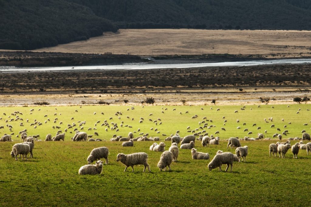 Merinos, bien choisir sa laine Merinos - Le blog de Ladylaine