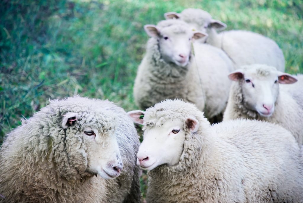 mouton merinos