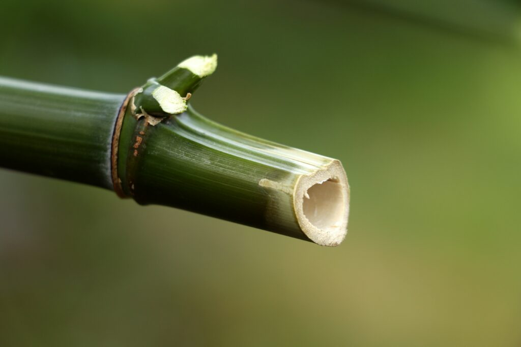 bambou