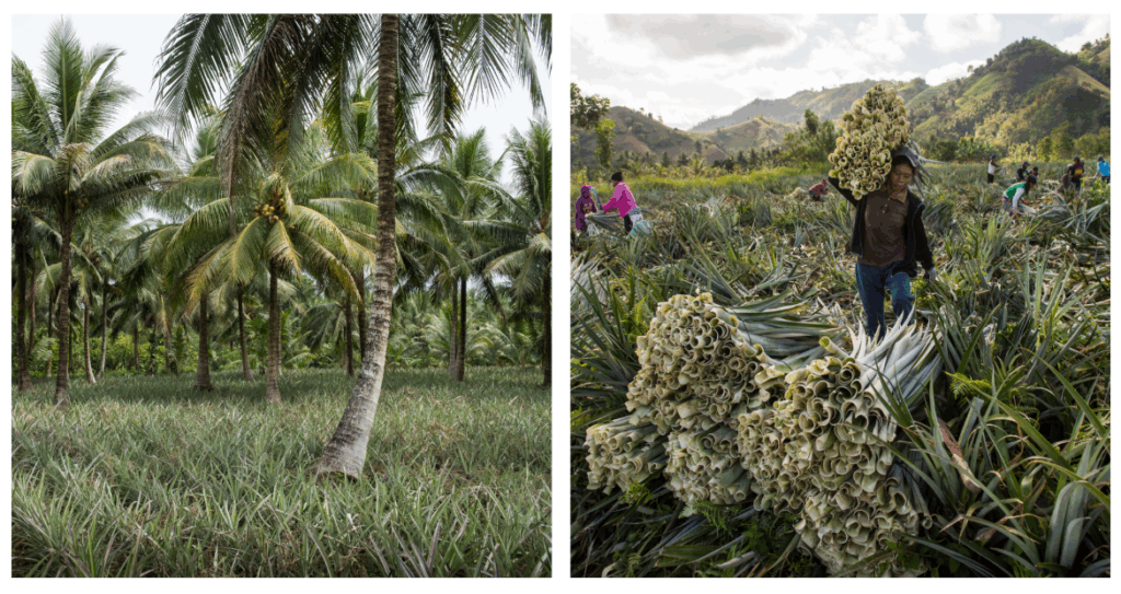 fibres ananas