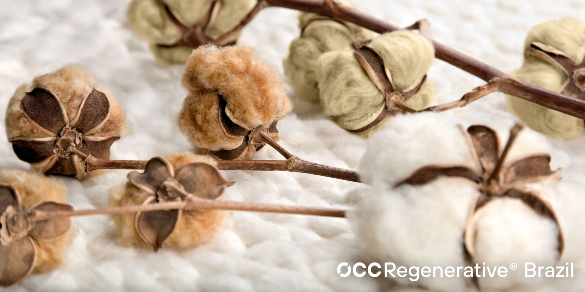 coton naturellement coloré